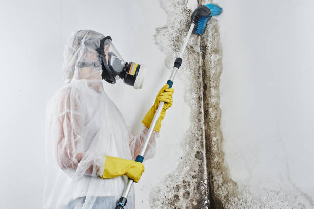 Best HVAC Mold Remediation in Chesterland, OH