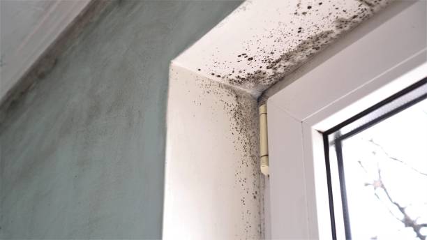 Best Basement Mold Remediation in Chesterland, OH